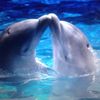 karolona_blue_love