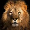 samuelyousif8