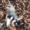 doglove12348