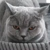 demonex_2.0