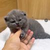 emakkucing14
