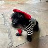 scottytherescuedog