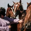 FOTOGRAFÍA ECUESTRE ANDALUCÍA
