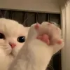 11chaaaa_
