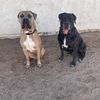 life.with.2.big.dogs