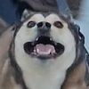 crinklyseal