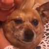 dogtokrules