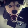 ella_pl0