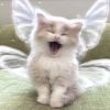 。♡ angel ♡  。