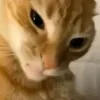 pnamhehehe0