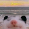 linhan_450