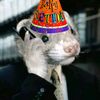 fats_ferrets64
