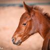 roxyroan