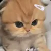 nhtlinh1309