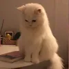_taihoanggcute_