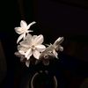 acaabloom