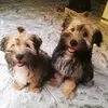 vanylilit