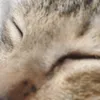 user_cheesy6
