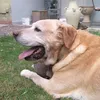 cucciolina86