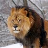 1theking.k