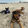 yogi_nala_barry