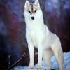 lobo_solitario_53