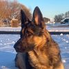 impactt.k9