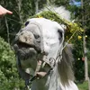 equi.klaraaa