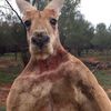 hoodkangaroo