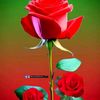 dhan.oli86