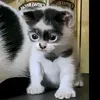 ghandsomed