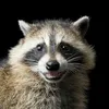 arealraccoon