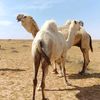 asgaithi