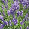 lavendar2222