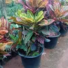 abdalah.blf