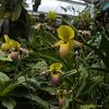 didiorchid