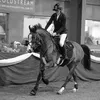 emc.showjumpingx