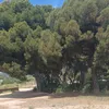 isabeffsmd6
