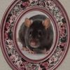 ratgirlxx