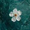 marwa_2319