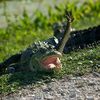 fluxgator