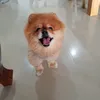 yoanun