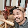 doni_serama