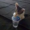 usernya.imup