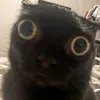 draw_with_mrs.cat.lady