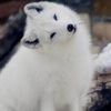 raposa.da.neve