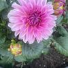 karbro_8