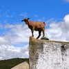 ultra_fachaa