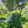 voichitaindries