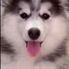 tiktok06d